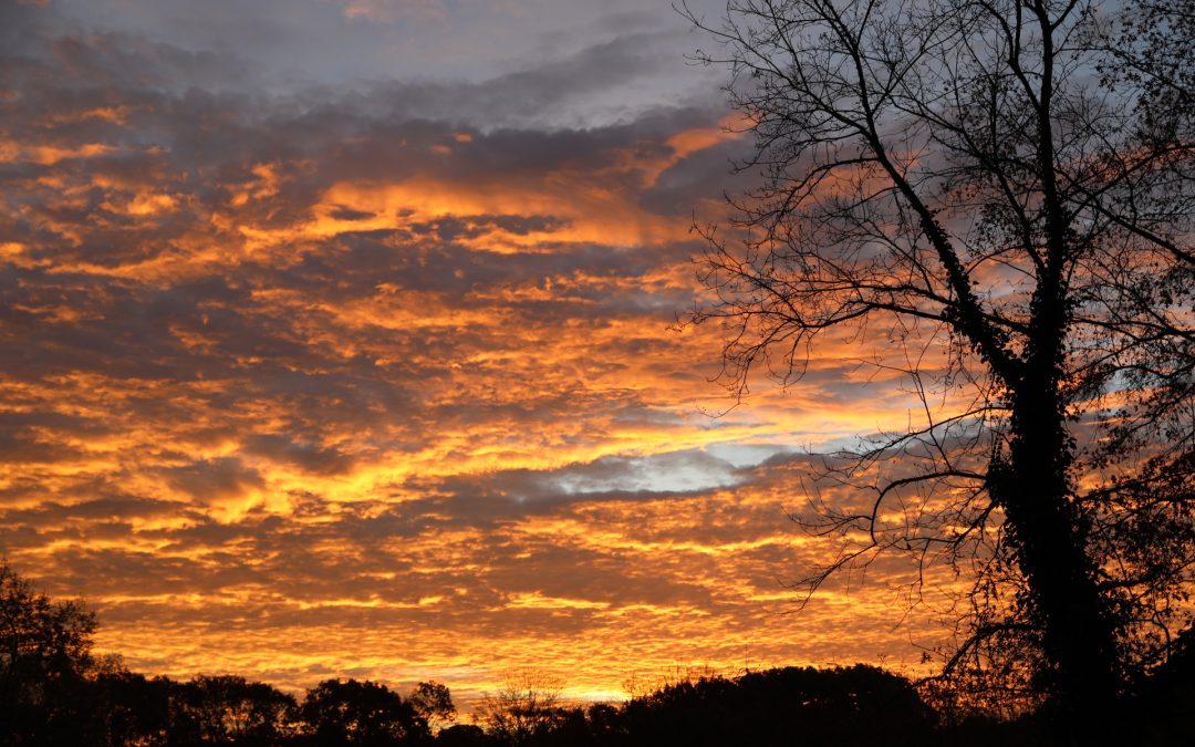Nature Photography