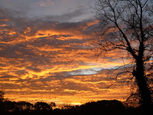 Nature Photography